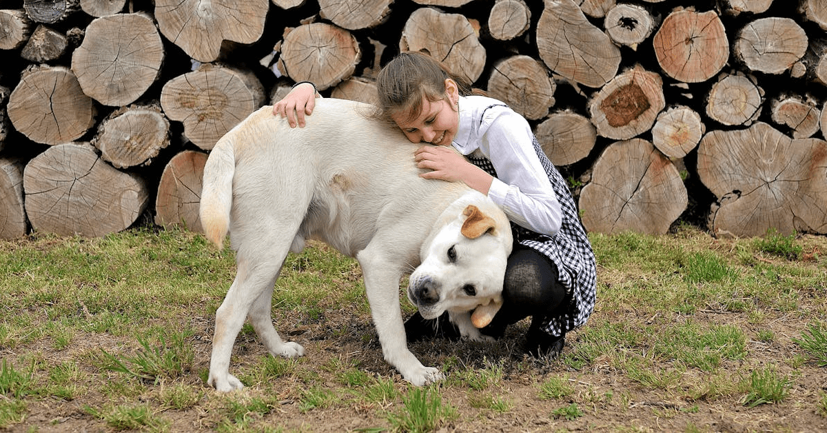 what is a companion animal | JMR lawyers
